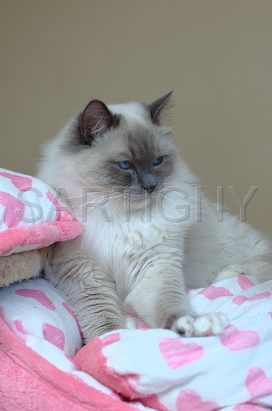 RAGDOLLS 037.jpg
